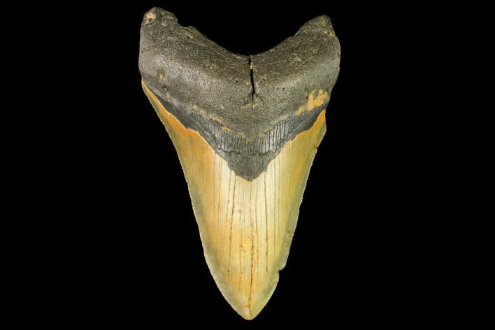 Serrated, Fossil Megalodon Tooth - North Carolina #147485